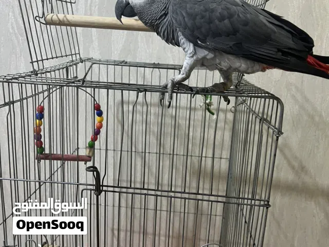 بغباء كاسكو محلق ذهبي مفتوح الكلام مال بيت ربه