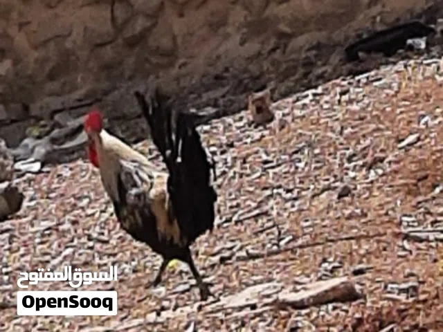 ديك بلدي الموقع الزرقا عمرو سنه ونص
