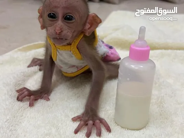 Baby Male Macaque