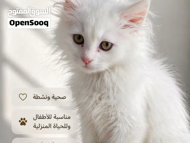 قط ذكر ابيض