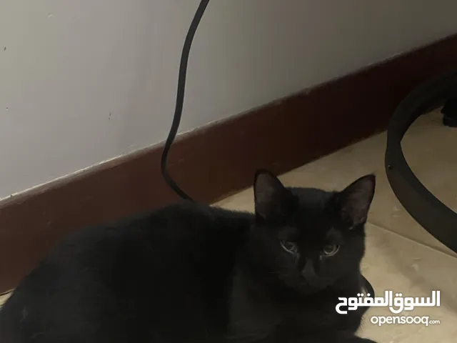 قط شيرازي للبيع عمره 3 شهور- غير معقم (غير مخصي) - shirazi cat for sell good health and kindness