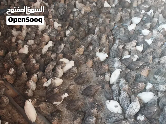 فري جامبو نباتي كافة الاعمار والالوان للبيع