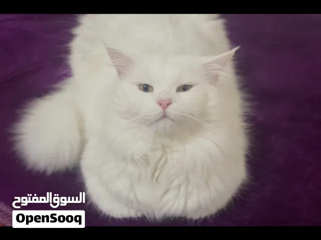 قط شيرازي لتبني