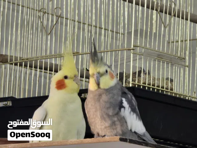 زوج كوكتيل