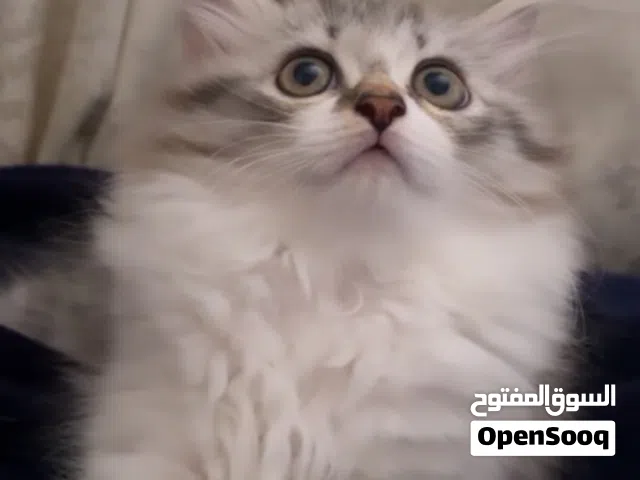 قط شيرازي بيور