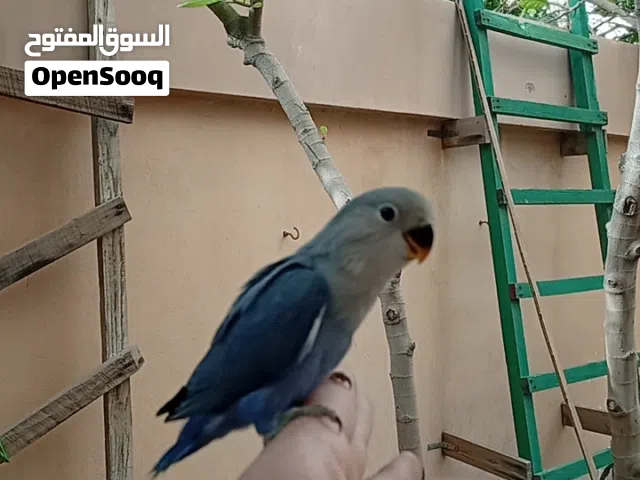 للبيع لاف بيرد هدد داخلي و خارجي