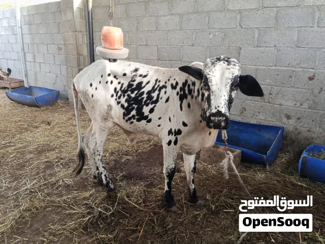 ثيران محليه وجدايا