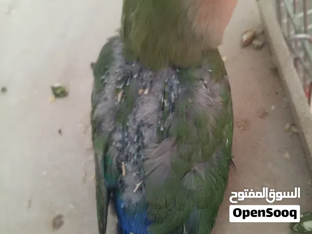فراخ روز للغر اليدوي