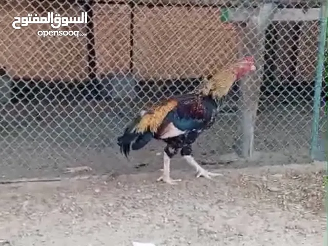 دجاج باكستاني