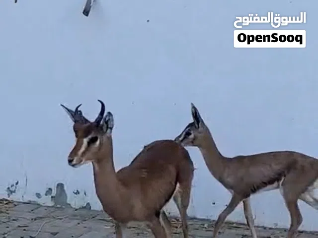 غزالين الديماني صغار ذكر  التواصل واتسب للجادين فقط