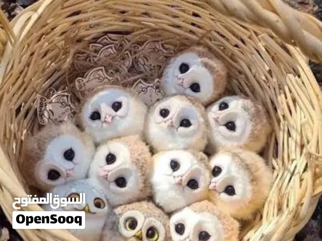 فروخ البومة