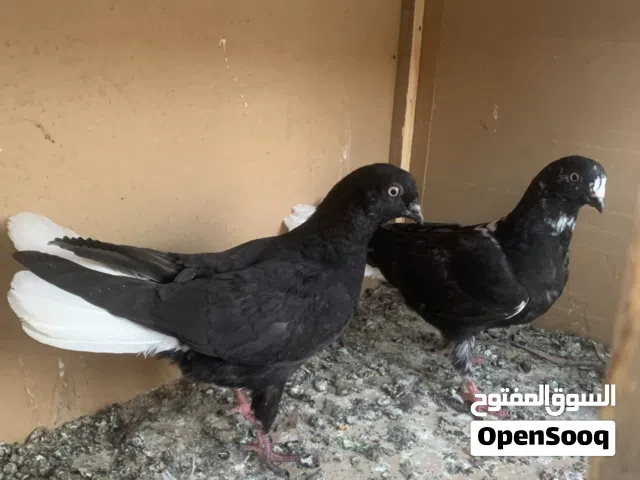 فراخ خوان نوريات
