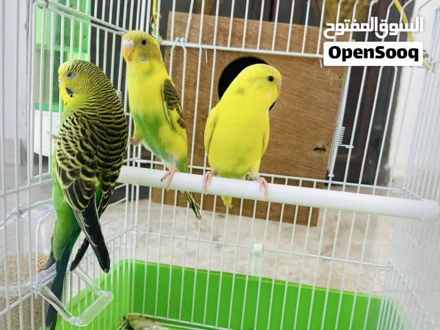 عصافير حب مع قفصهم للبيع