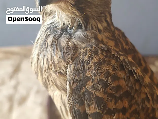 طير للبيع صنعاء4000 الف ريال يمني مع القفص