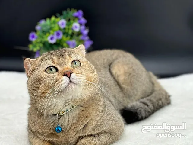 سكوتش فولد للتزاوج