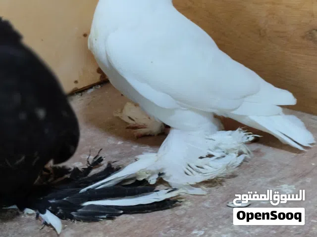 فرخين حمام هزاز مشوشات