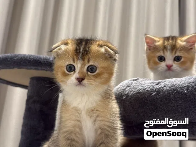 للبيع قطط سكوتش فولد وستريت في جدة الوانهم نادرة