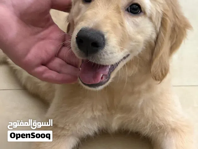 Beautiful Female Cream Golden Retriever