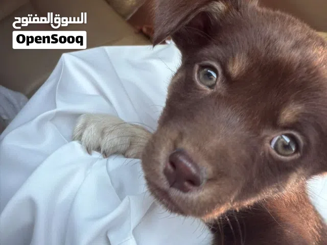 كلب مكس  العمر (3الى4شهور) مطعم ومعه شريحه  mix dog Age between 3 months and 4 ًًmonths