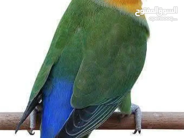 فراخ روز لزق اليدوي