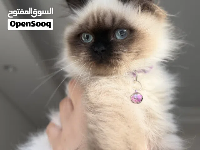 للبيع قطط هملايا العمر 4 شهور معاهم جوازهم