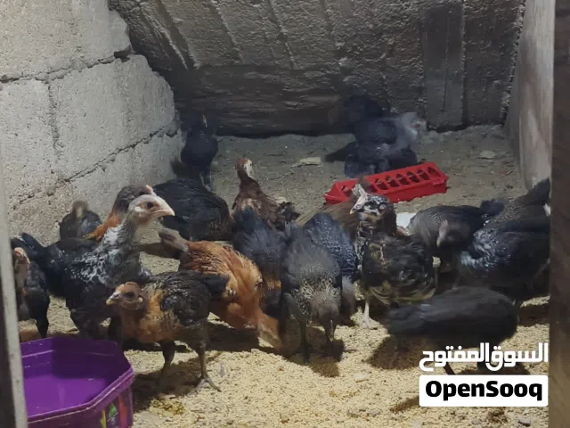 فراخ عمر شهر للبيع