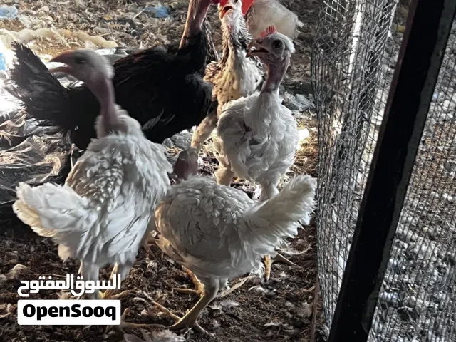 سلام عليكم متاح ديج و 3دجاجات ابو ركيبه