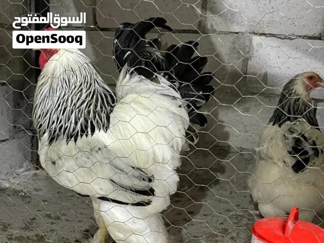 طقم دجاج كولومبي سوبر عملاق