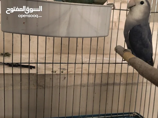 روز منتج للبيع