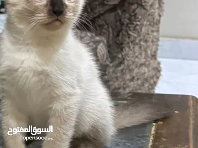 قطة سيامي بيور عمر شهرين ونصف
