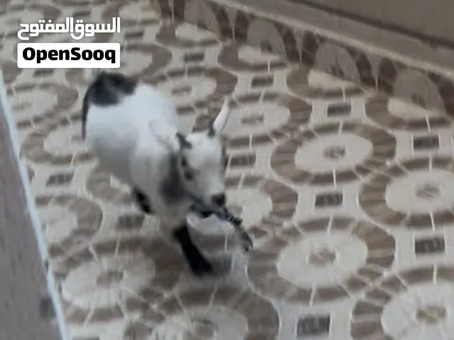 ماعز قزم للبيع لعوب مع الأطفال عمر شهرين مع كامل غراضه القفص الأكل الحليب والرضاعه وحبل تربطه برقبته