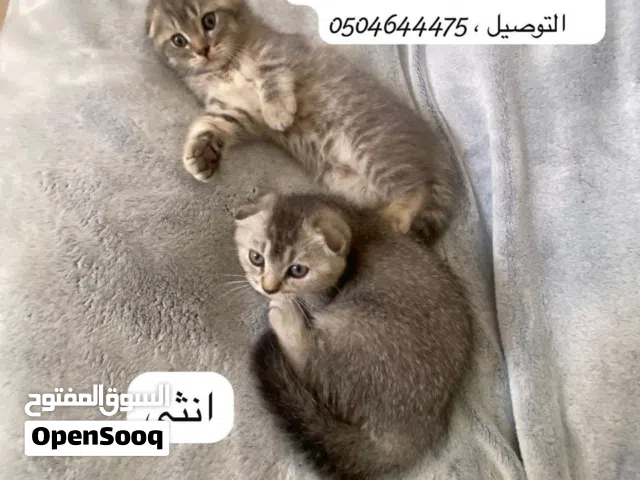 قطط سكوتش فولد