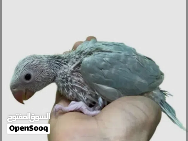 مطلوب فروخ ترويض ببغاء الي عندك اعرض