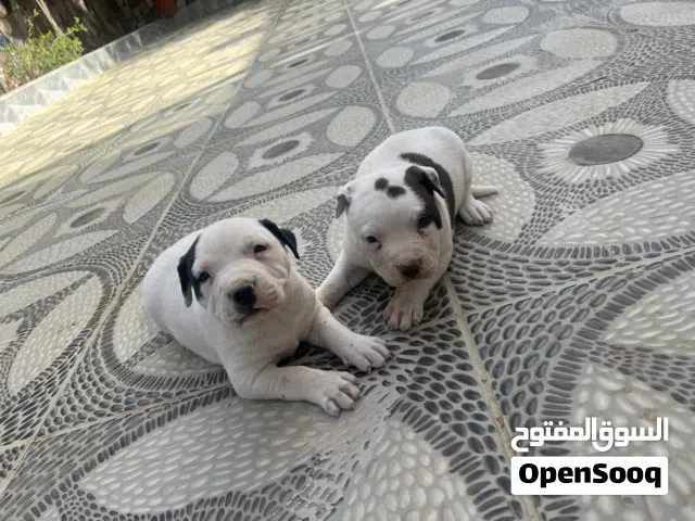 جراء بيتبول للبيع