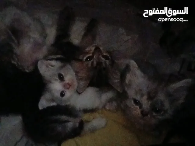 قطط لتبني في الفنطاس