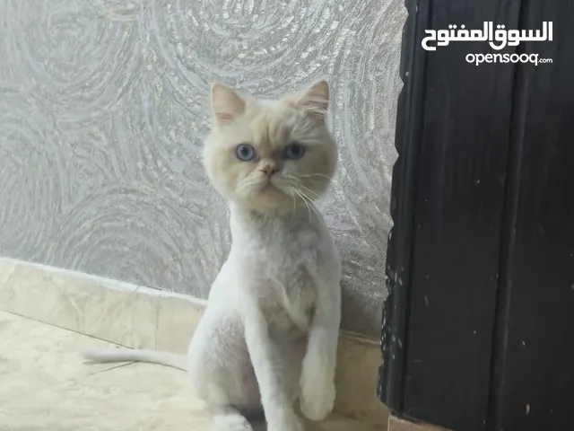 القط للتبني بريشن متوفر الآن، تم تنظيفه وتقليم شعره مؤخرًا وهو جاهز تمامًا للانتقال إلى بيت جديد