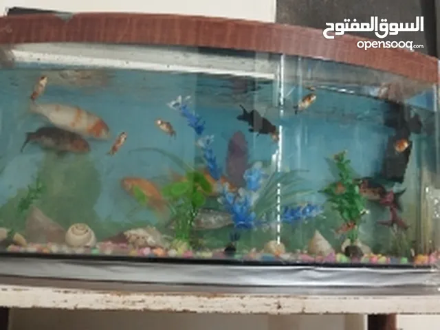 حوض سمك فيه 15 سمكة مع كامل اغراضه