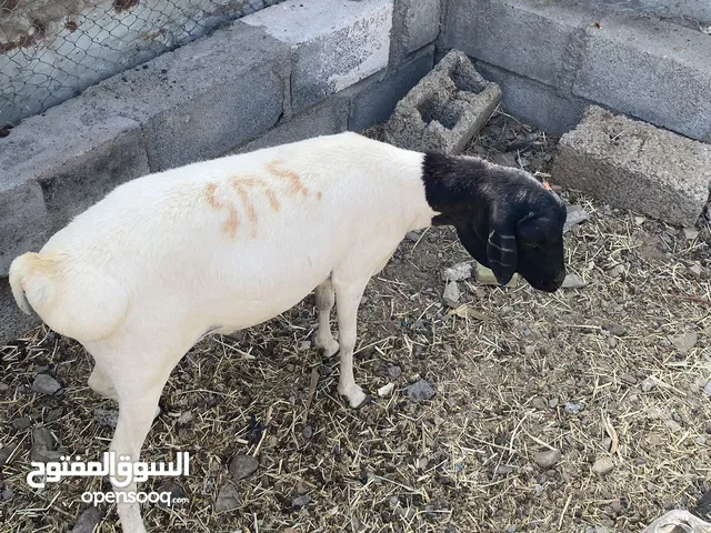 للبيع كبش صومالي وتيس مطعومات