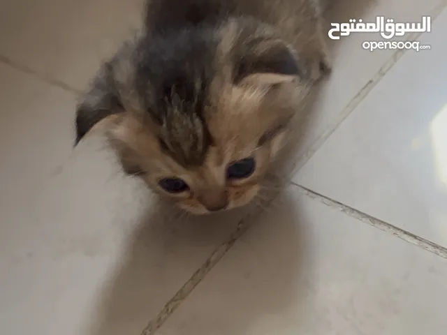 قط وقطة سكوتش فولد وستريت