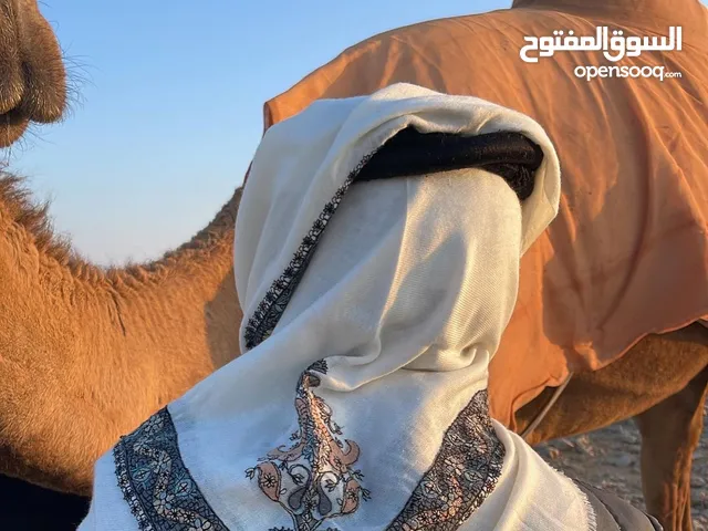 Yemeni Shmagh/Shawl/Ghutrah شالات/غتر يمنية