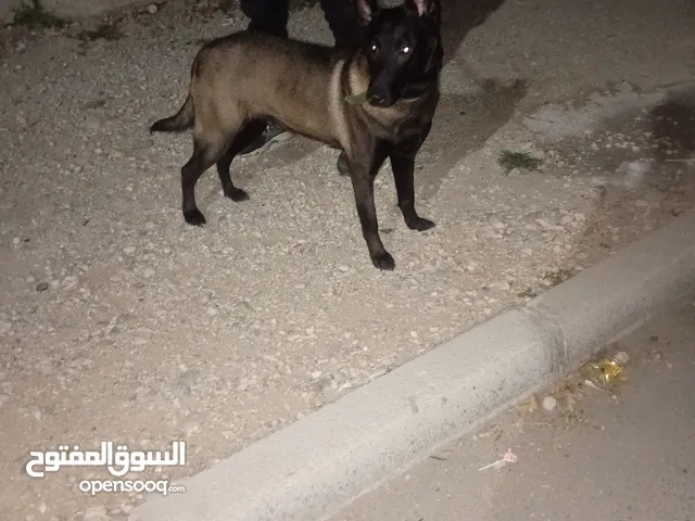 Malinois mexicaly 9mois