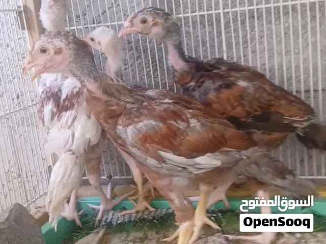 دجاج باكستاني ما شاء الله موجود في العين