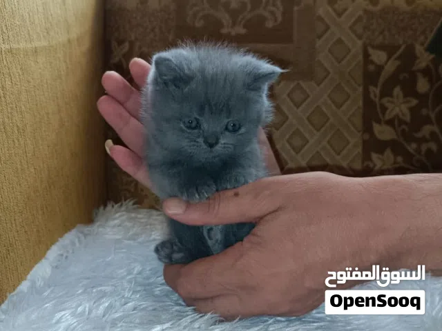 كتن عدد 2 اخوان سكتش ستريت عمر 50. يوم متعودات على التر بكس و الدراي فود