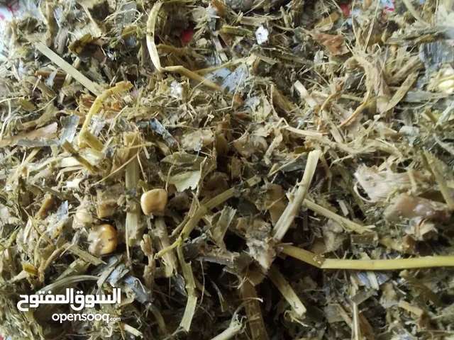 سيلاج بلدي وزن 135 كيلو سيلاج مصري 25% برسيم شوالات