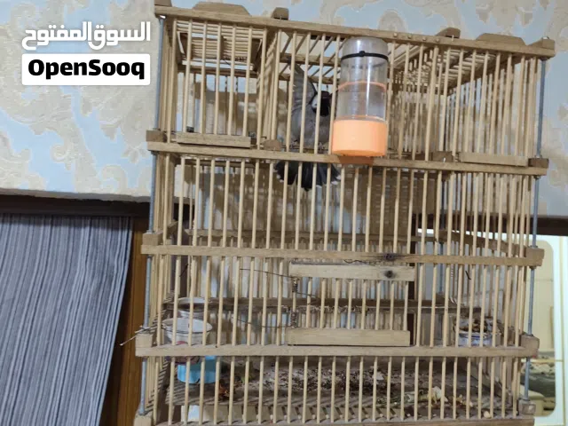 بلابل ربه اقره الوصف مهم