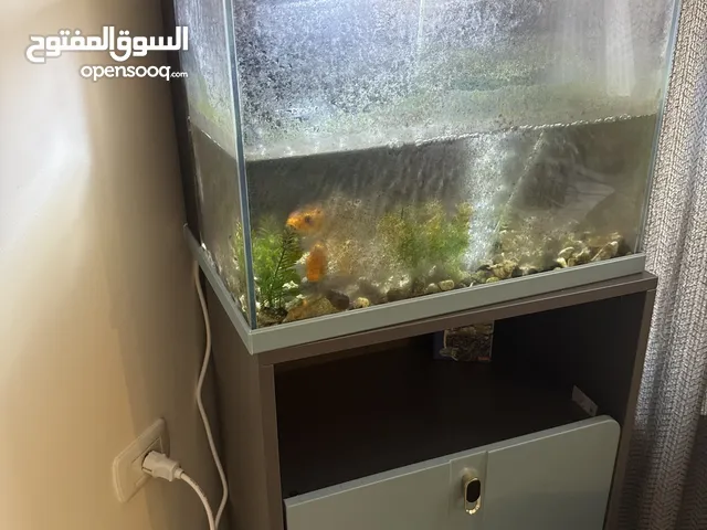 حوض سمك كبير واسع