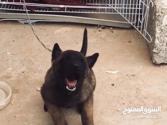 جرو ملينوا