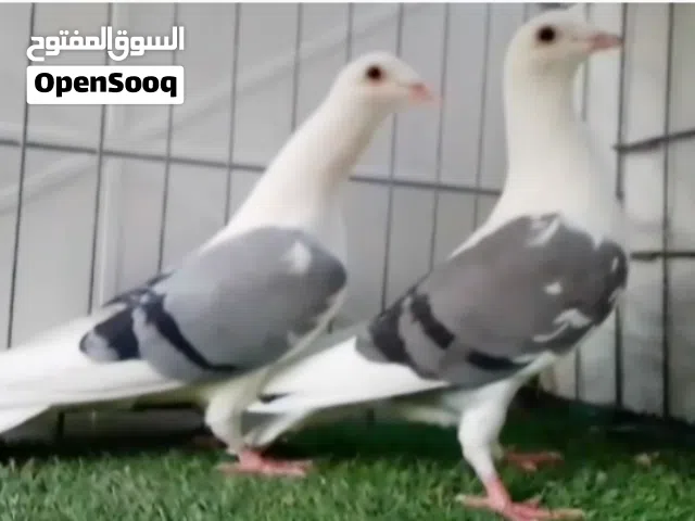 زوجين زاجل امكتف