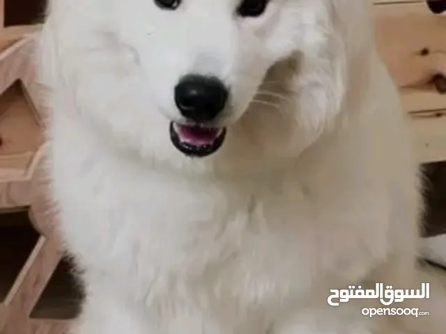 سامويد سيبيري