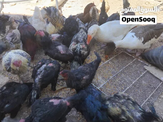 جاج. بلدي مع باكستاني. كل شغال    في. طقم براهمي  وجوز. زو